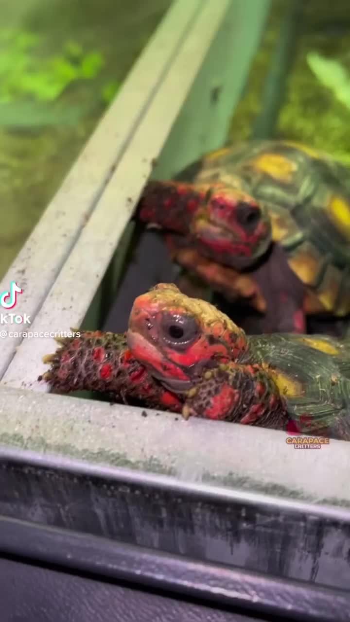 Video post from carapacecritters.