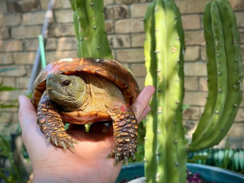 Photo post from carapacecritters.