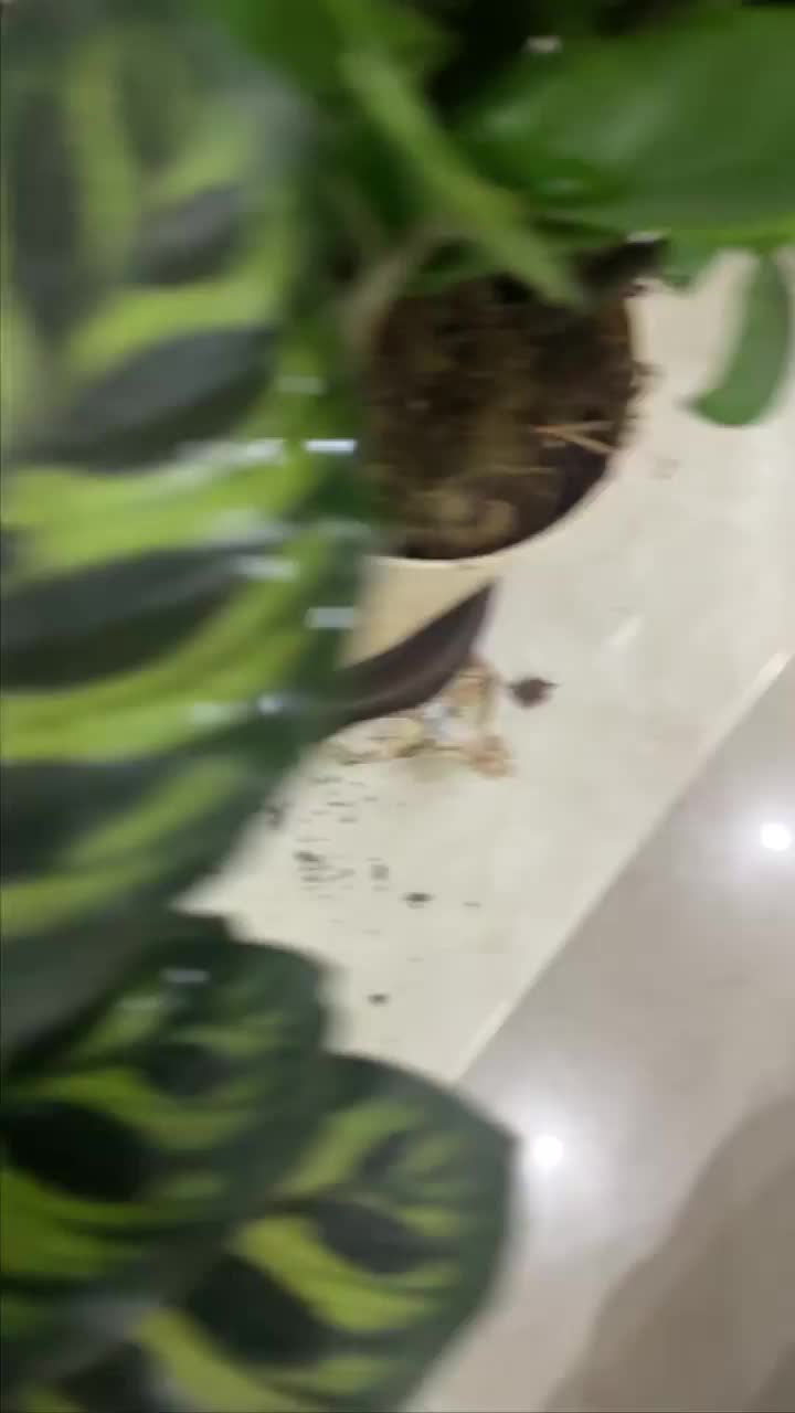 Video post from purkinje_crazyforplants.