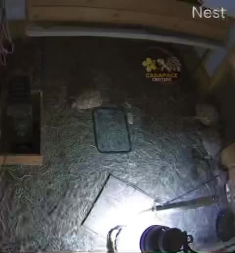 Video post from carapacecritters.