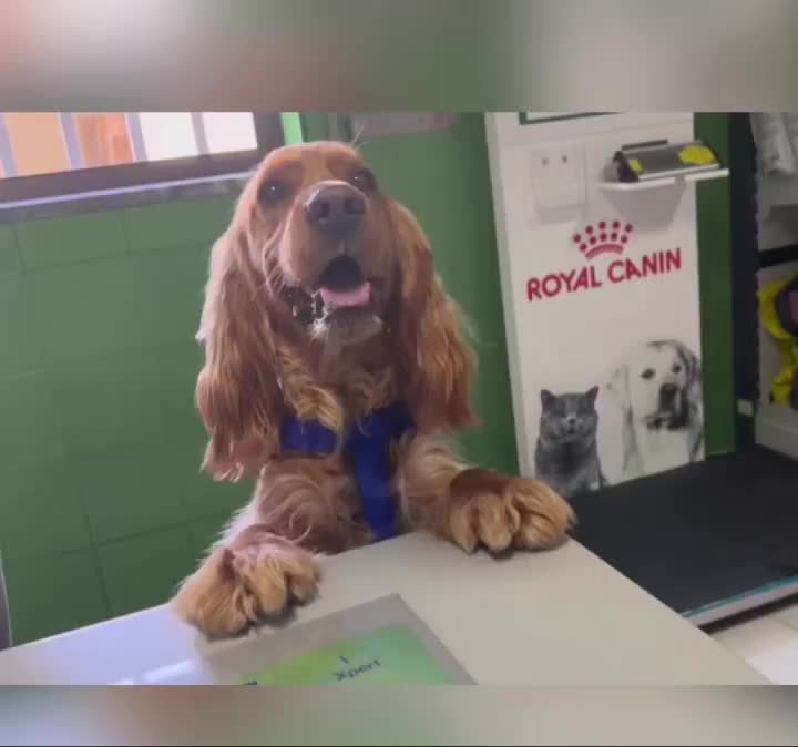 Video post from clinica_veterinaria_dourosul.