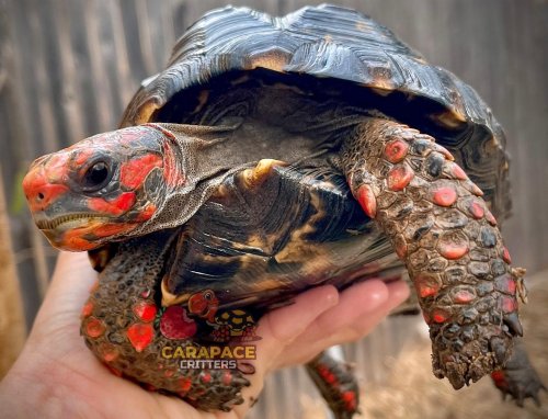 Photo post from carapacecritters.