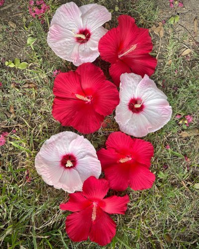 Carousel post from carapacecritters.