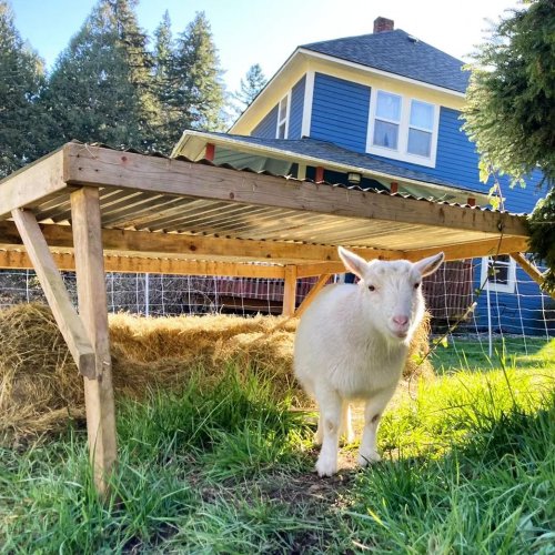 Carousel post from hungryhollowfarm.