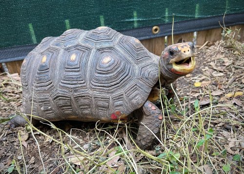 Photo post from carapacecritters.