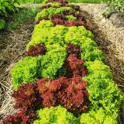 Carousel post from hungryhollowfarm.