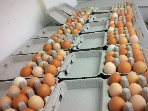 Photo post from hungryhollowfarm.