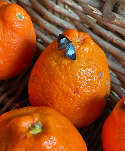 Photo post from currumbinvalleyharvest.