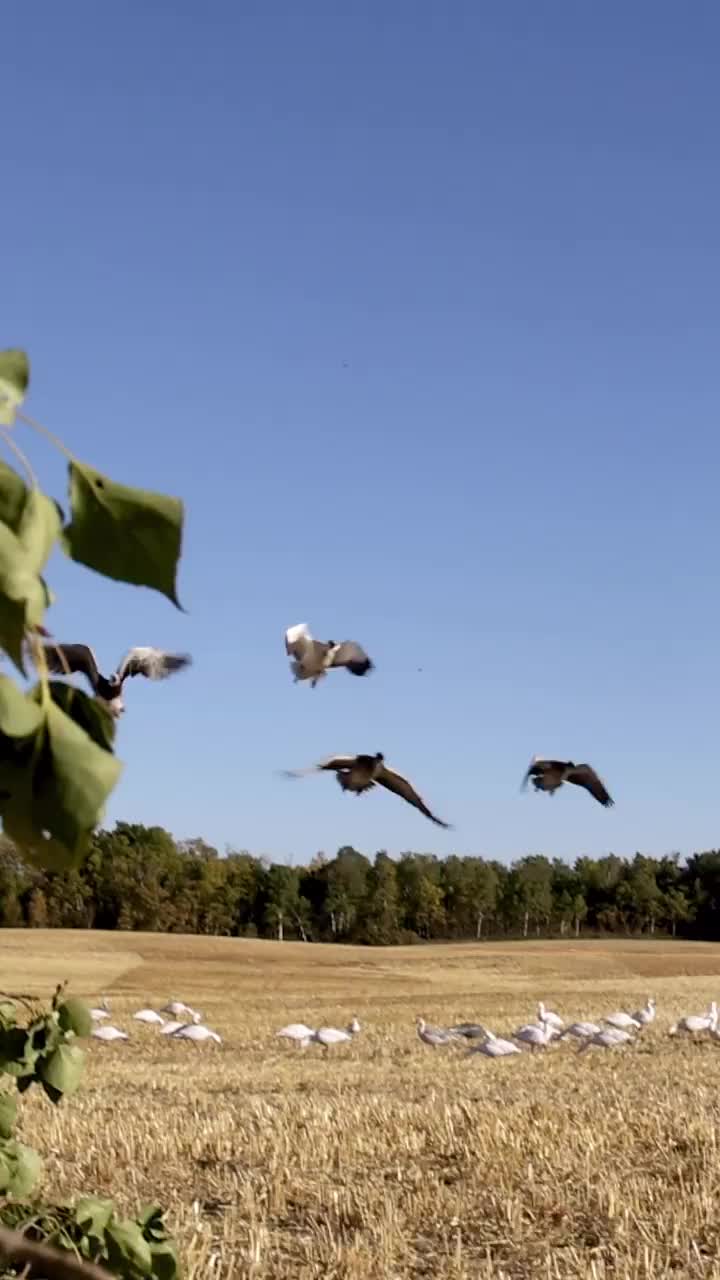 Video post from northernskiesoutfitters.