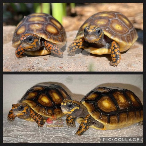 Photo post from carapacecritters.