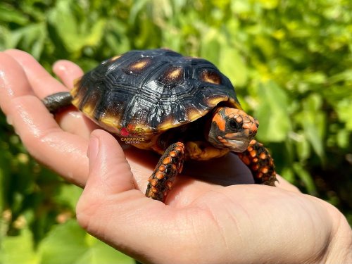 Carousel post from carapacecritters.