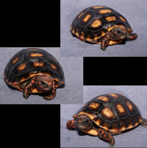 Photo post from carapacecritters.