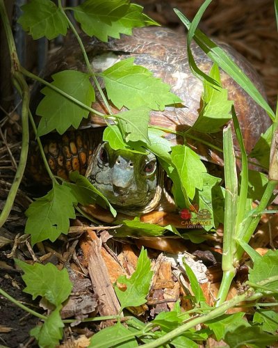 Photo post from carapacecritters.