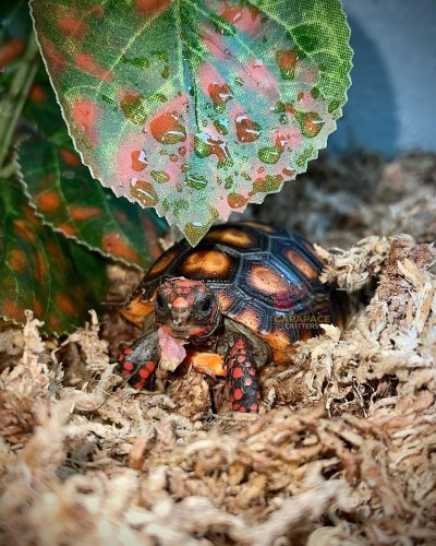 Photo post from carapacecritters.