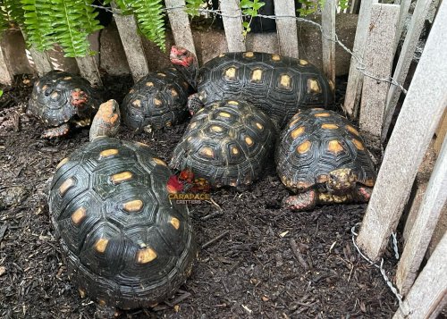 Photo post from carapacecritters.