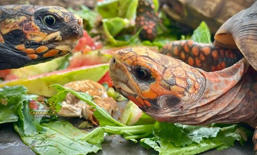 Photo post from carapacecritters.