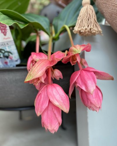 Photo post from blomsterborsen.