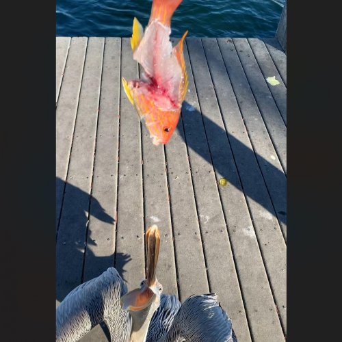 Photo post from ejs_fishing_charters.