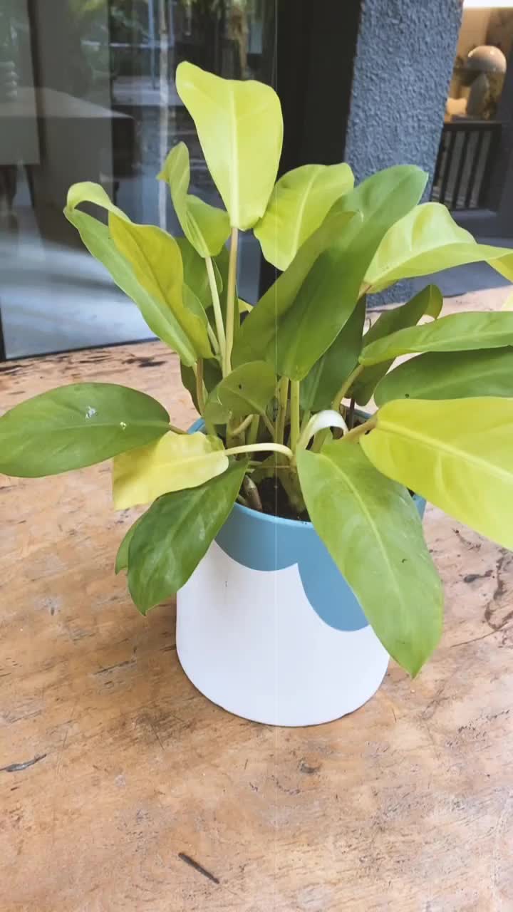 Video post from crane_living.