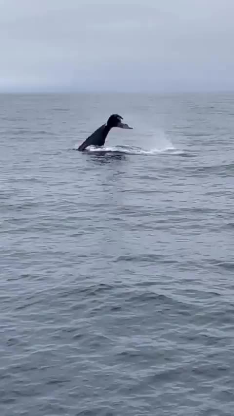 Video post from taucktravel.