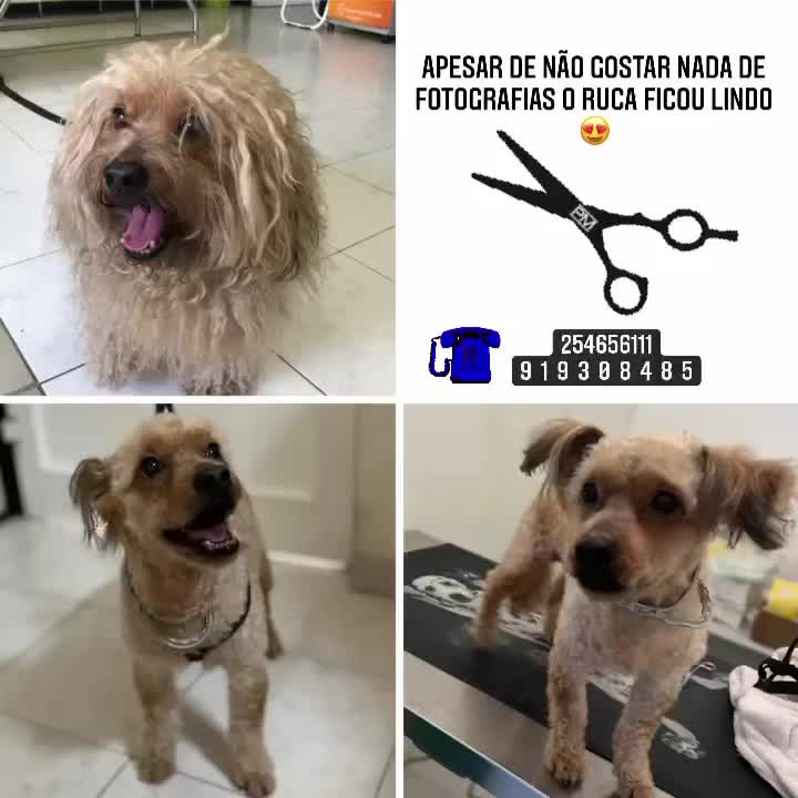 Video post from clinica_veterinaria_dourosul.