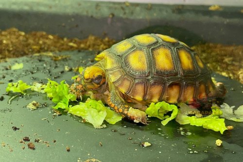 Photo post from carapacecritters.