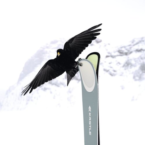 Photo post from kaestleski.