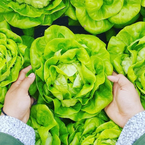 Photo post from farmbox_arizona.