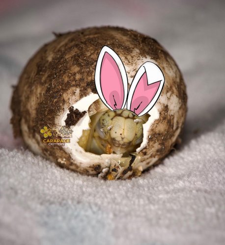 Photo post from carapacecritters.