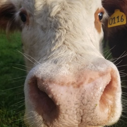 Photo post from hungryhollowfarm.