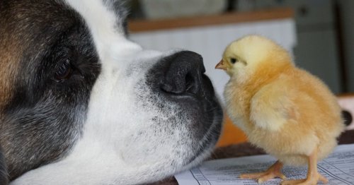 Photo post from hungryhollowfarm.