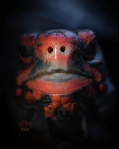 Photo post from carapacecritters.