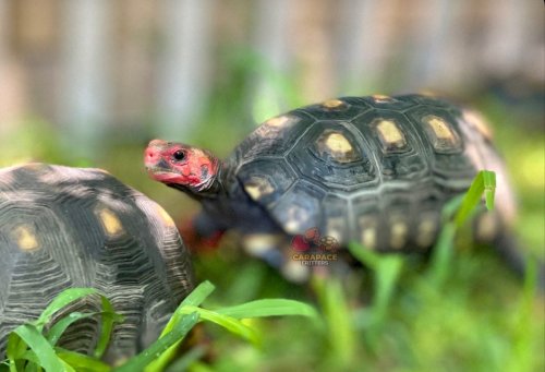 Photo post from carapacecritters.