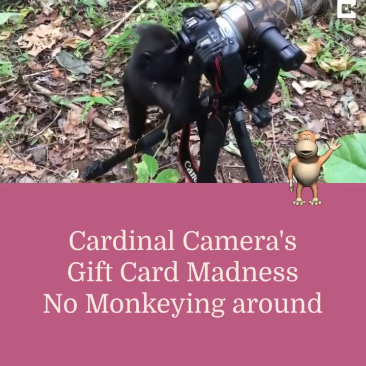 Video post from cardinalcamera1937.