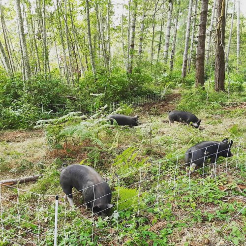 Carousel post from hungryhollowfarm.