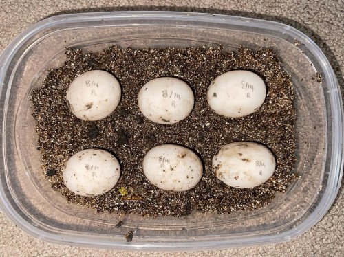 Carousel post from carapacecritters.