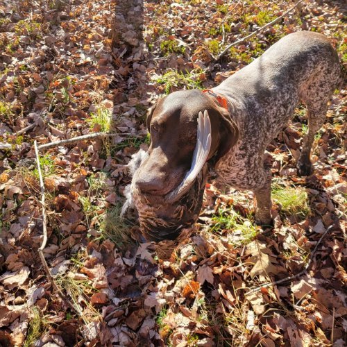 Carousel post from reddogguideservice.