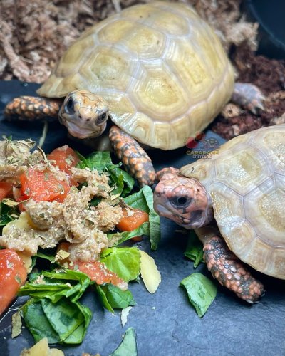 Photo post from carapacecritters.