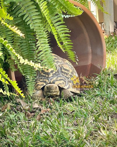 Photo post from carapacecritters.