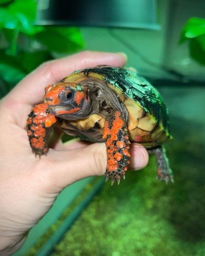 Carousel post from carapacecritters.