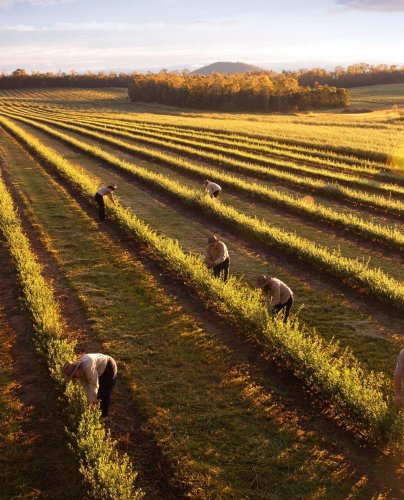 Photo post from comvita_au.