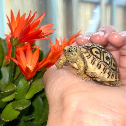 Photo post from carapacecritters.