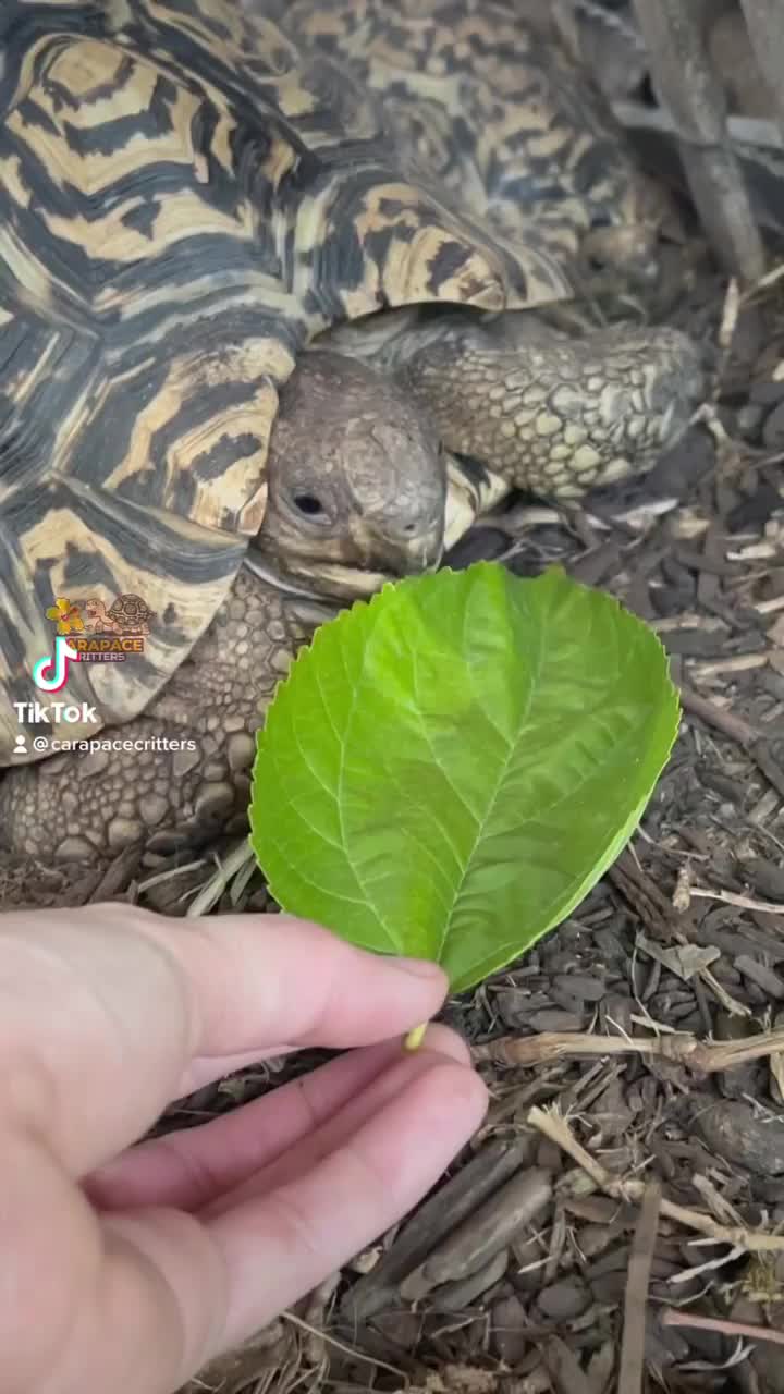 Video post from carapacecritters.