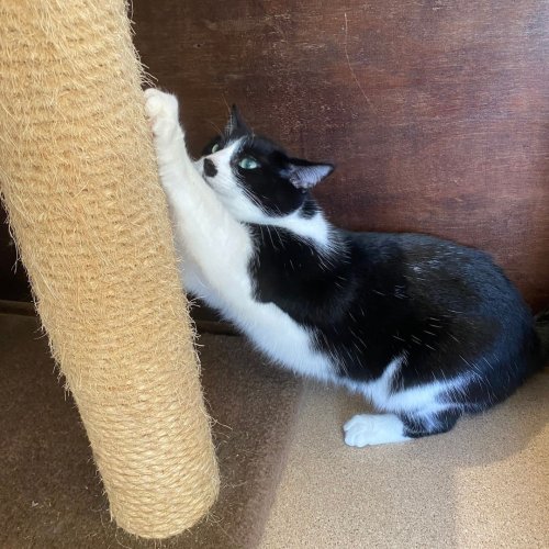 Carousel post from cats.cradle.winnipeg.