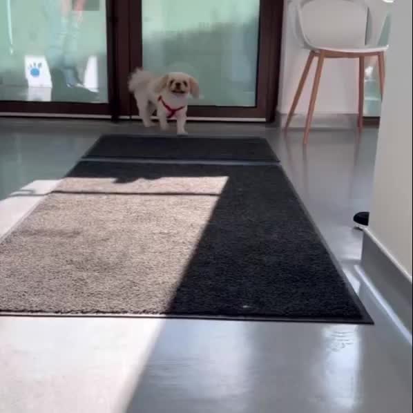 Video post from clinica_veterinaria_dourosul.