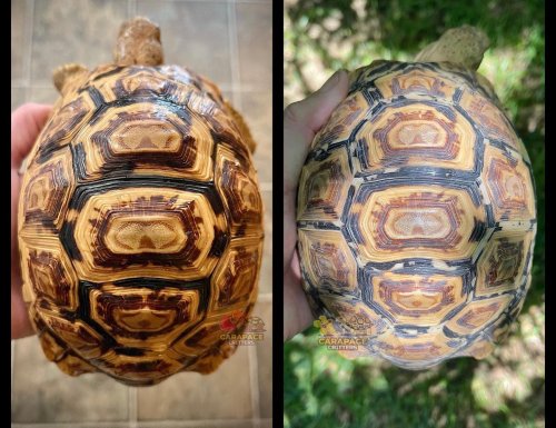 Photo post from carapacecritters.