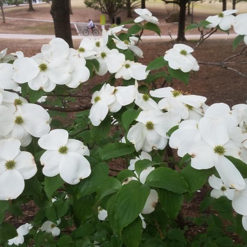 Photo post from dogwoodfestival.