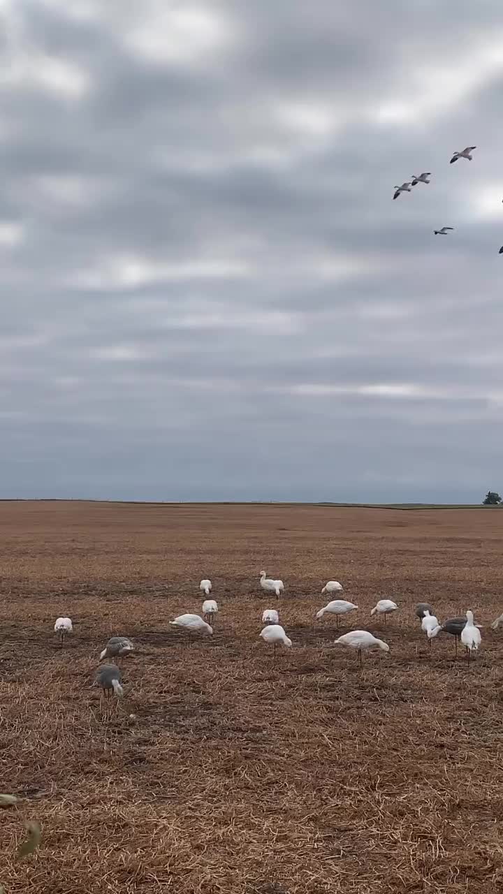 Video post from northernskiesoutfitters.