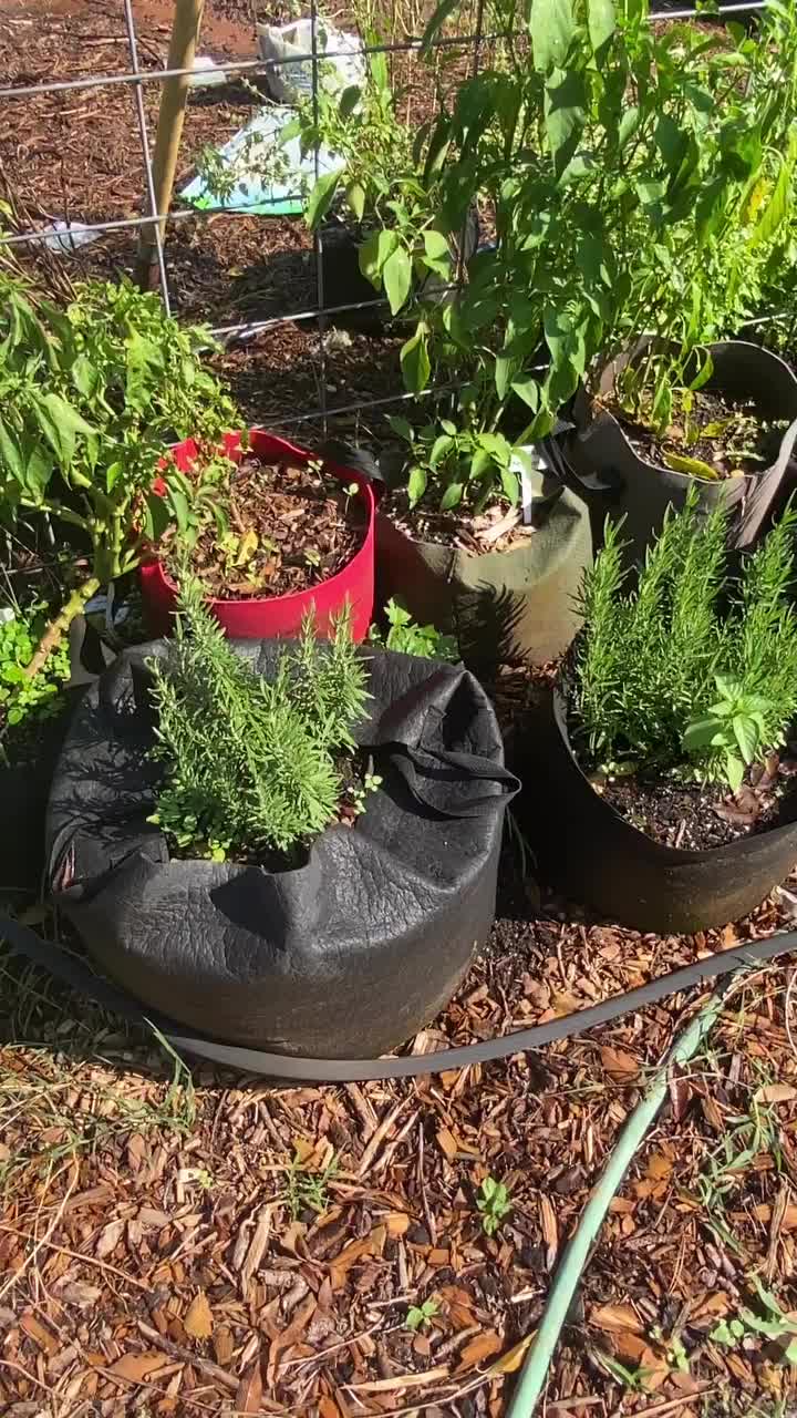 Seeds for Sale - Buy Garden Seeds | Park Seed®