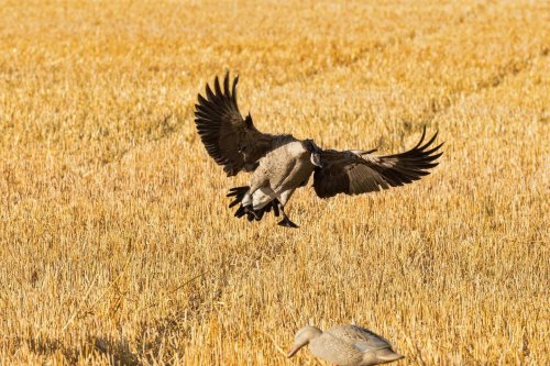 Photo post from northernskiesoutfitters.